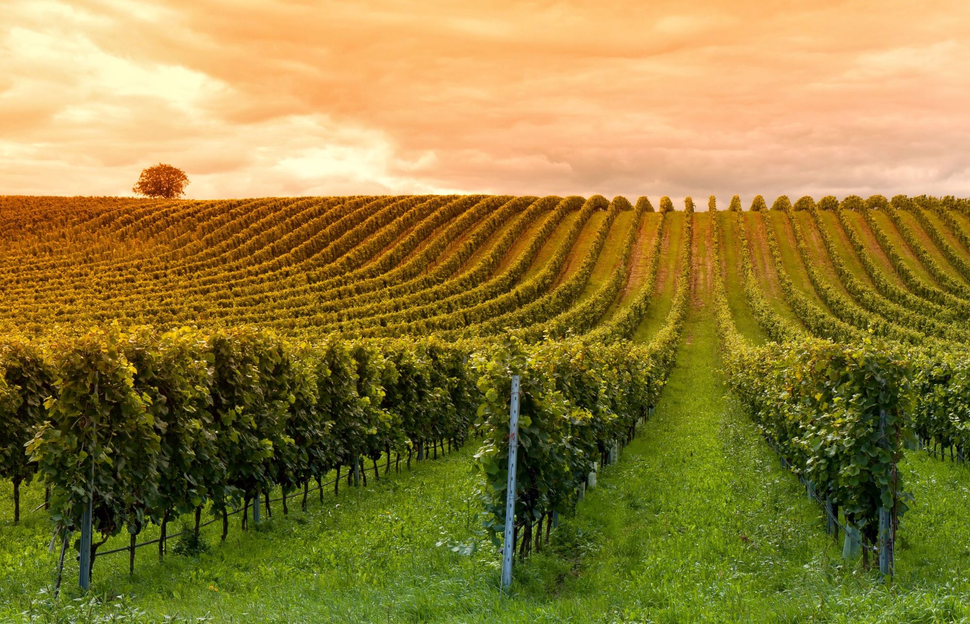 Scenic Healdsburg Wineries